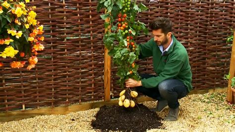 Meet The TomTato, The World’s First Combination Tomato-Potato Plant