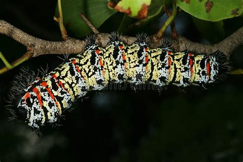 Mopane Worm (Gonimbrasia Belina), a Delicacy in Southern Africa Tree ...