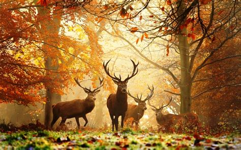 deer, Nature, Animals Wallpapers HD / Desktop and Mobile Backgrounds