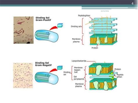 Perbedaan Bakteri Gram Positif dan Gram Negatif - UtakAtikOtak.com