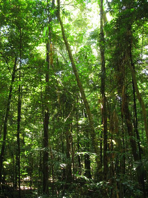 File:Daintree Rainforest 4.jpg - Wikimedia Commons