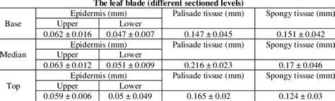 Specific measurements of the leaf blade | Download Scientific Diagram