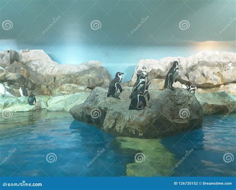 Penguins in Jurong Bird Park! Editorial Photography - Image of park ...