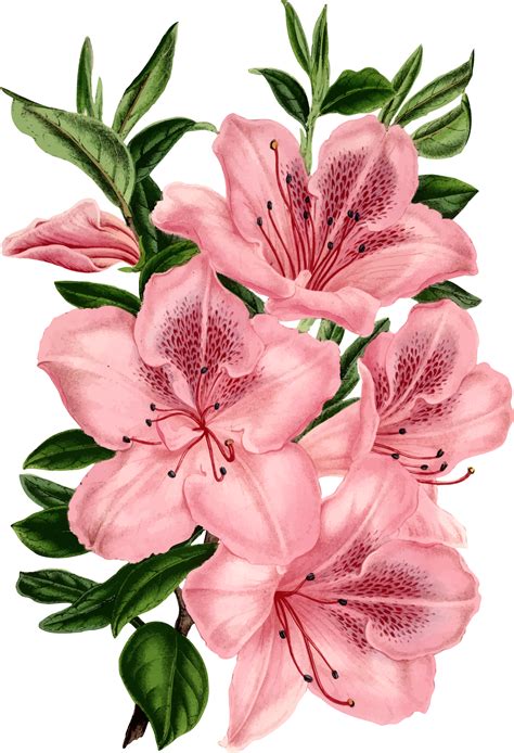 Drawing Pink flowers Clip art - flowers flowers border png download - 1638*2400 - Free ...