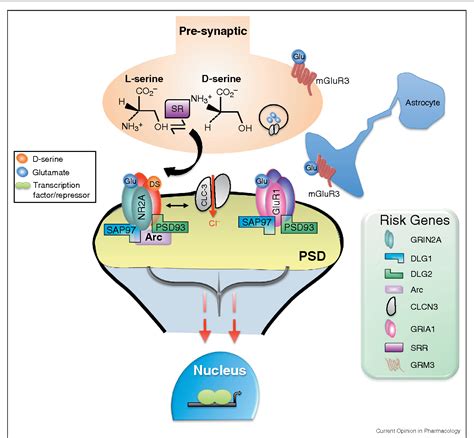 Figure 1 from The NMDA receptor 'glycine modulatory site' in schizophrenia: D-serine, glycine ...