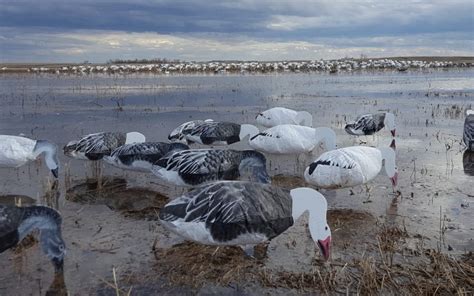 The Truths About Snow Goose Hunting | Geese Drive Me Crazy