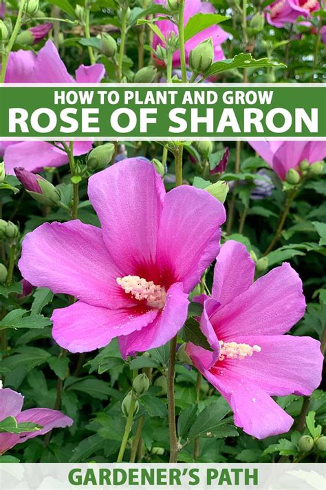 How to Grow and Care for Rose of Sharon | Gardener’s Path