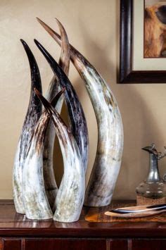 11 Ankole Cattle Horn - The Horns ideas | horns, horns decor, cattle