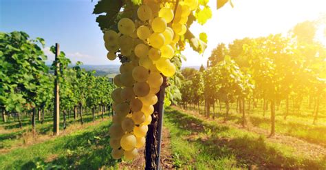 Top-10 White Wine Regions to Visit | WineTourism.com