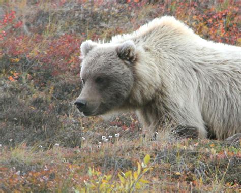 Vickie Henderson Art: Grizzly Bears in Denali National Park