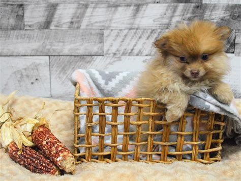 Pom-Shih-DOG-Female-Parti-2913851-Petland Dunwoody