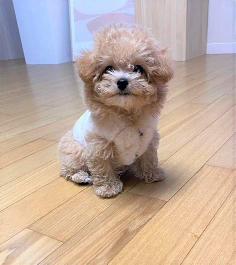 Teacup Bichon Frise: Why This Mini Dog Makes a Great Pet?