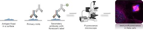 Immunofluorescence protocol for culture cells. EuroMAbNet