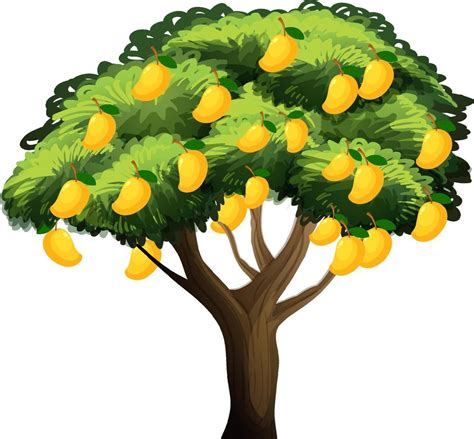 Yellow mango tree isolated on white background 2119972 Vector Art at Vecteezy