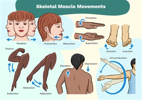 Body movements - Labster