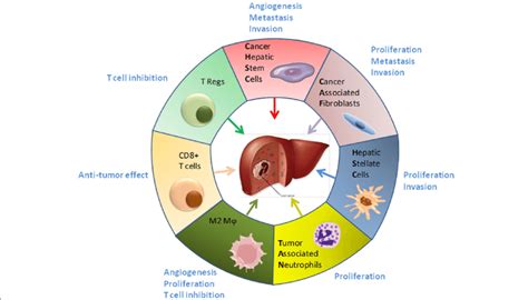 Representation of cell types infiltrating liver tumor and their... | Download Scientific Diagram