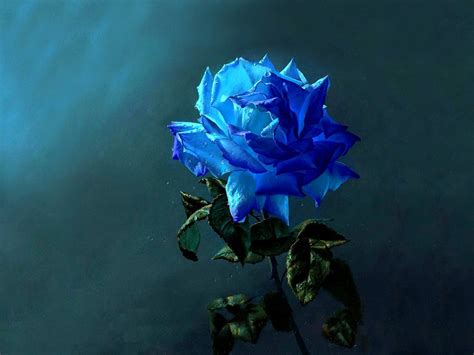 Blue Rose Background Hd