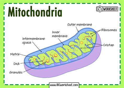 Mitochondria Structure Diagram