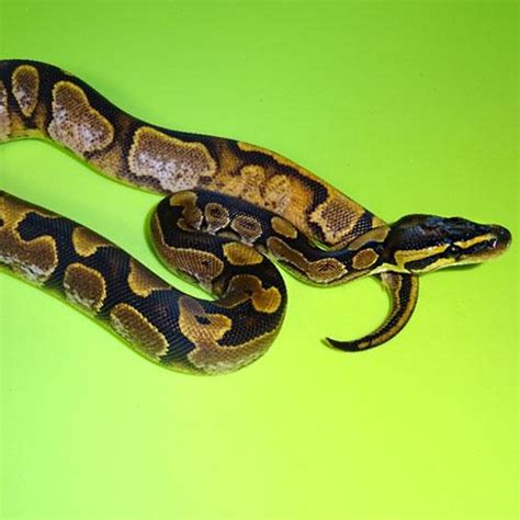 Calico Het Pied Ball Python – juvenile male