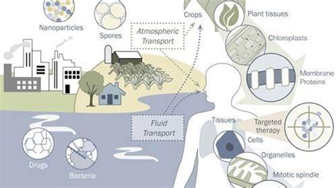 List of Important Biological Phenomena