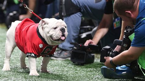 Georgia Bulldogs mascot history | 13wmaz.com