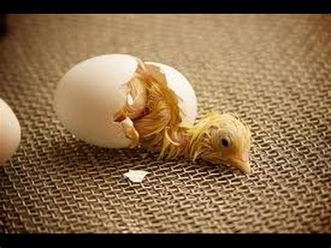 How to Take Care of Baby Chicks Hatching From Egg Full hd 1080p Video - YouTube