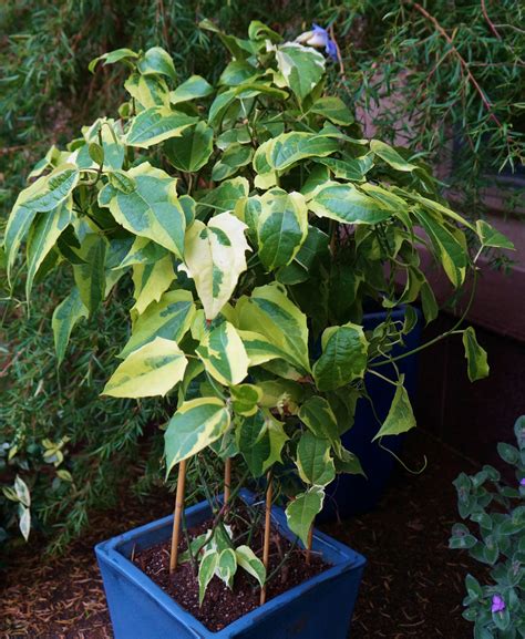 Photo #51724 | Thunbergia grandiflora 'Variegata' | plant lust