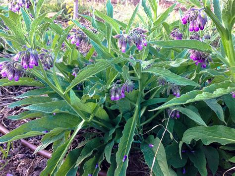 True Comfrey Seeds | The Plant Good Seed Company