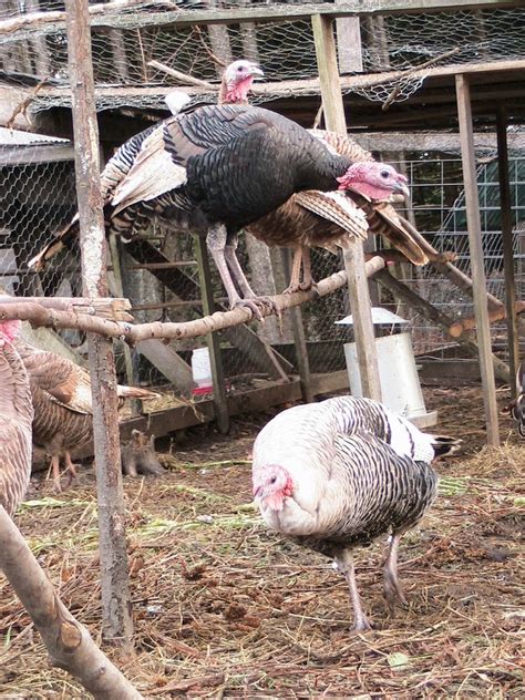 Heritage Turkeys for the Homestead Farm