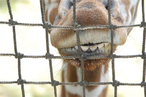 Giraffe Teeth Photograph by Victoria Feazell - Fine Art America