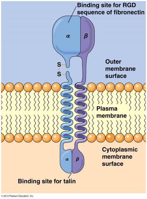 Glycoprotein Function In Cell Membrane | MedicineBTG.com