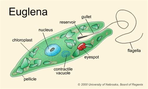 Protista Diagram