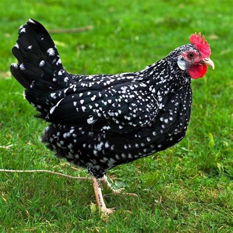 Ancona chicken breed | Small chicken breeds, Chicken breeds, Chickens backyard