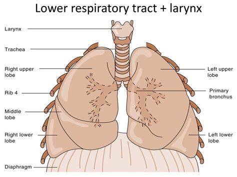 Pin by Letty James on Respiratory | Pinterest