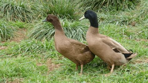 Breed Spotlight: Khaki Campbell Duck | Meyer Hatchery Blog