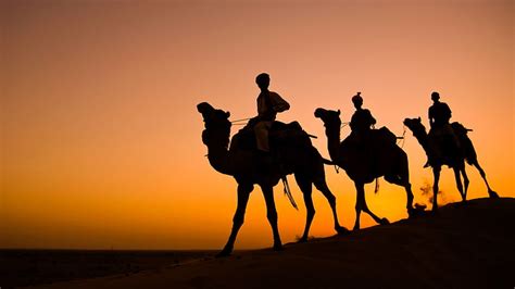 HD wallpaper: three brown camels, India, silhouette, caravan, Rajasthan ...