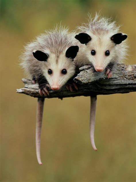 27 best images about Opossum, Opossums, possum, possums, Virginia, Pigmy on Pinterest | Virginia ...