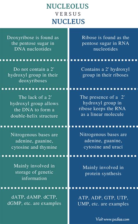 Difference Between DNA and RNA Nucleotides | Definition, Characteristics, Function, Comparison