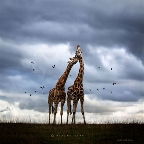 Stunning Examples Of Award Winning Wildlife Photography | Incredible Snaps