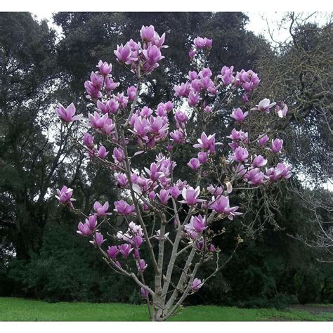 5 Purple Magnolia Seeds LILY FLOWER TREE Fragrant Tulip Magnol ...