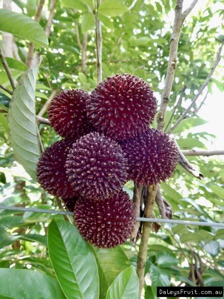 Buy Pulasan Fruit Trees (Nephelium mutabile)