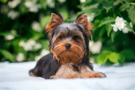 Three Things about Raising Yorkie Puppies - Furry Babies