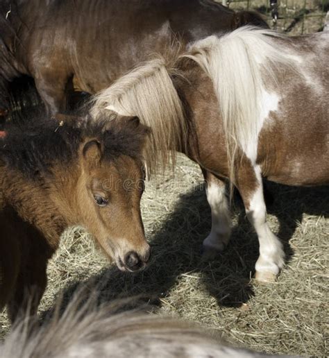 Domesticated horses stock photo. Image of draft, horse - 35304704