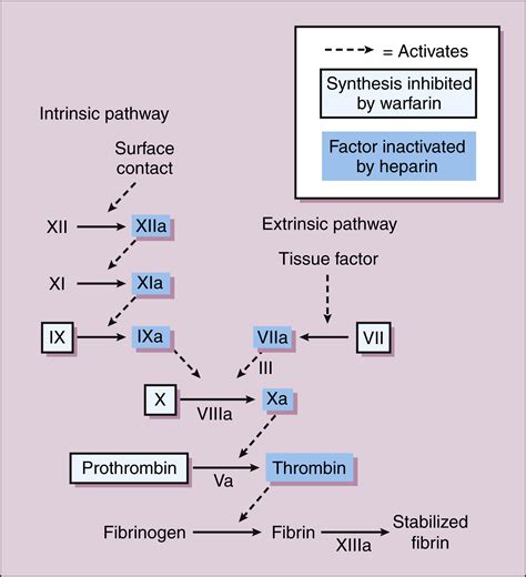 Anticoagulant, Antiplatelet, and Fibronolytic Drugs | Basicmedical Key