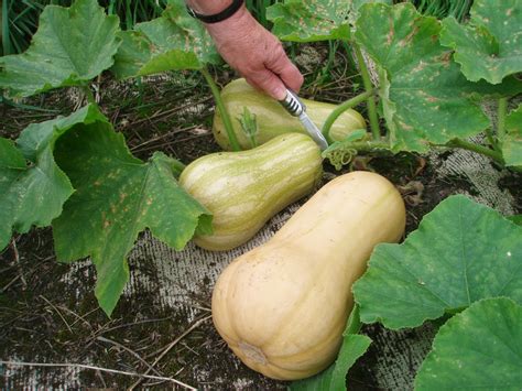 Unique Info About How To Choose Butternut Squash - Effectsteak33