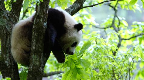 Rare animals in China: Giant panda - CGTN