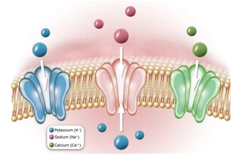 Ion Channels — Biology Song Parodies