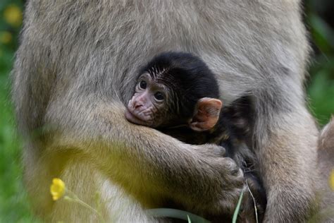 Eight to Date: Baby Monkey Boom in Trentham