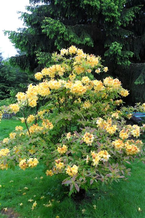 Deciduous Azalea | Azaleas, Rhododendron, Plants