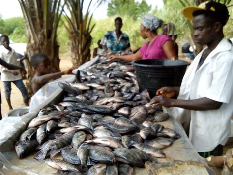 Tilapia Farming Secrets revealed! - Agriculture - Nigeria